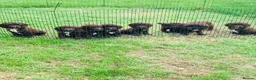 Sproodle dogs for sale: Sproodle puppies  - Advert 9