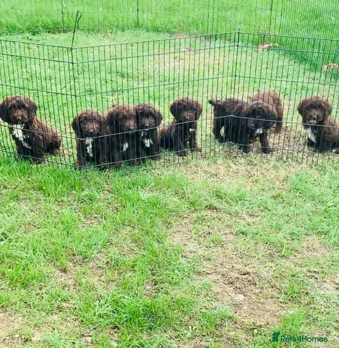 Sproodle dogs for sale: Sproodle puppies  - Advert 9