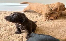 Cocker Spaniel dogs for sale: Stunning cocker spaniel puppies  - Image 5