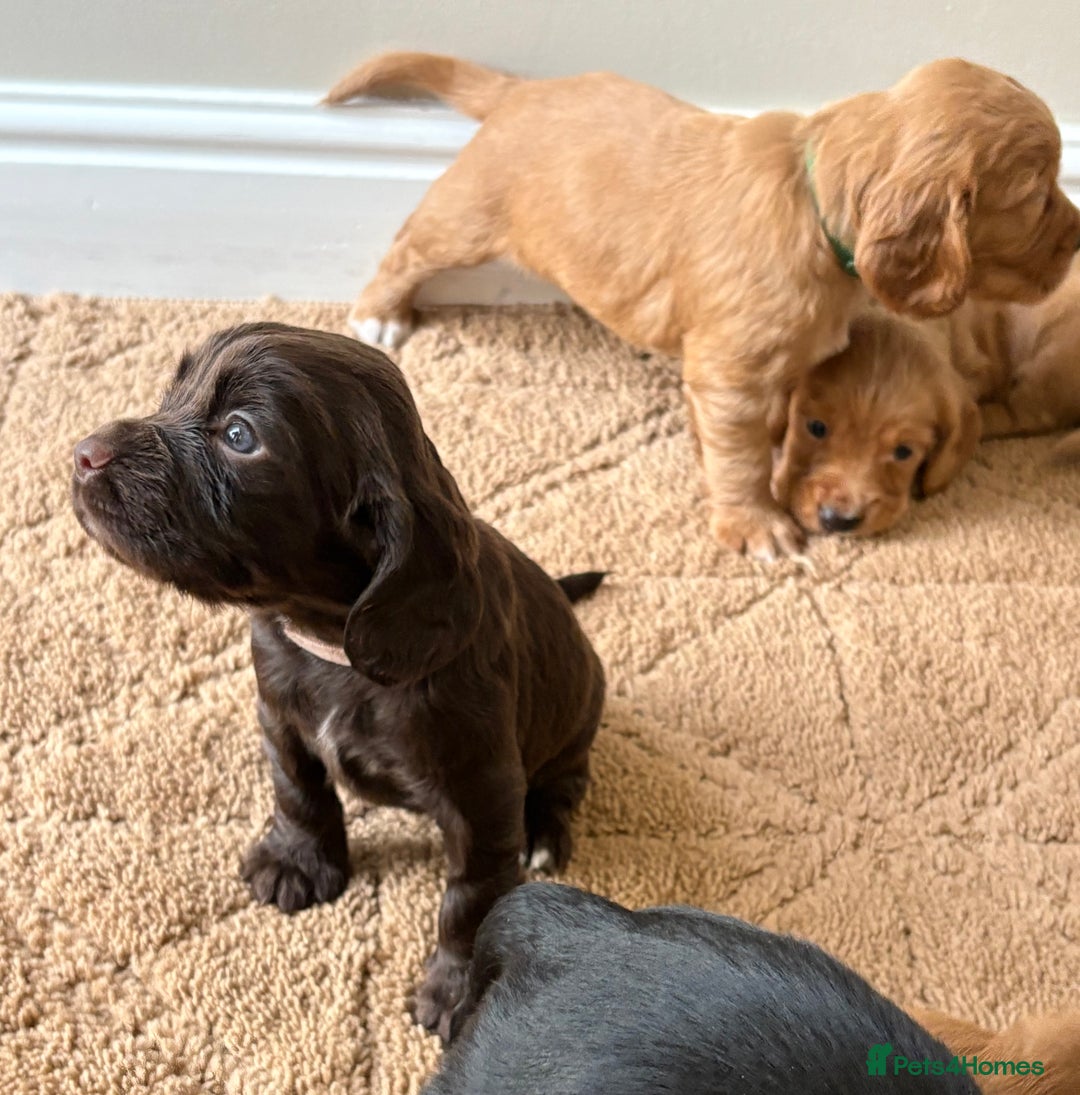 Cocker Spaniel dogs for sale: Stunning cocker spaniel puppies  - Image 5