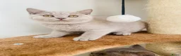 British Shorthair cats for sale: GCCF -SPECTACULAR  -British Shorthair kittens  - Advert 4