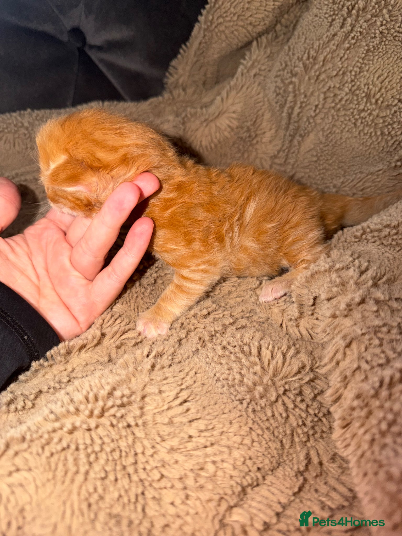 Maine Coon cats Giant mainecoon Babies 🥹 - Advert 1