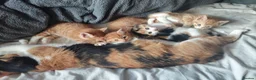 Mixed Breed cats for sale: Litter of 4 kittens  - Advert 4