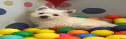 West Highland Terrier dogs for sale: Adorable West Highland terrier puppy - Advert 1
