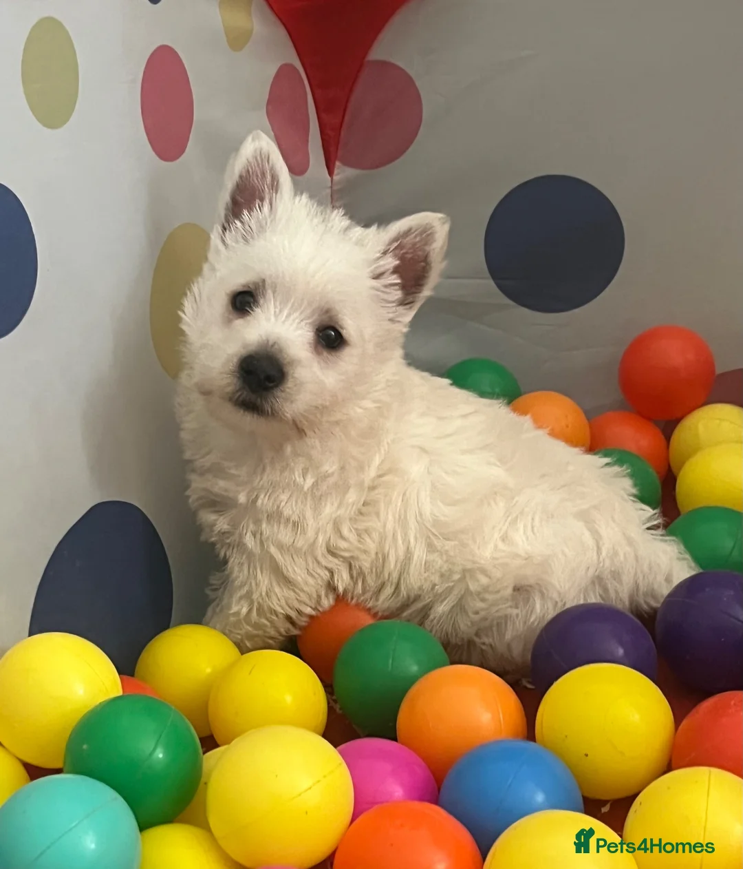 West Highland Terrier dogs for sale: Adorable West Highland terrier puppy - Advert 1