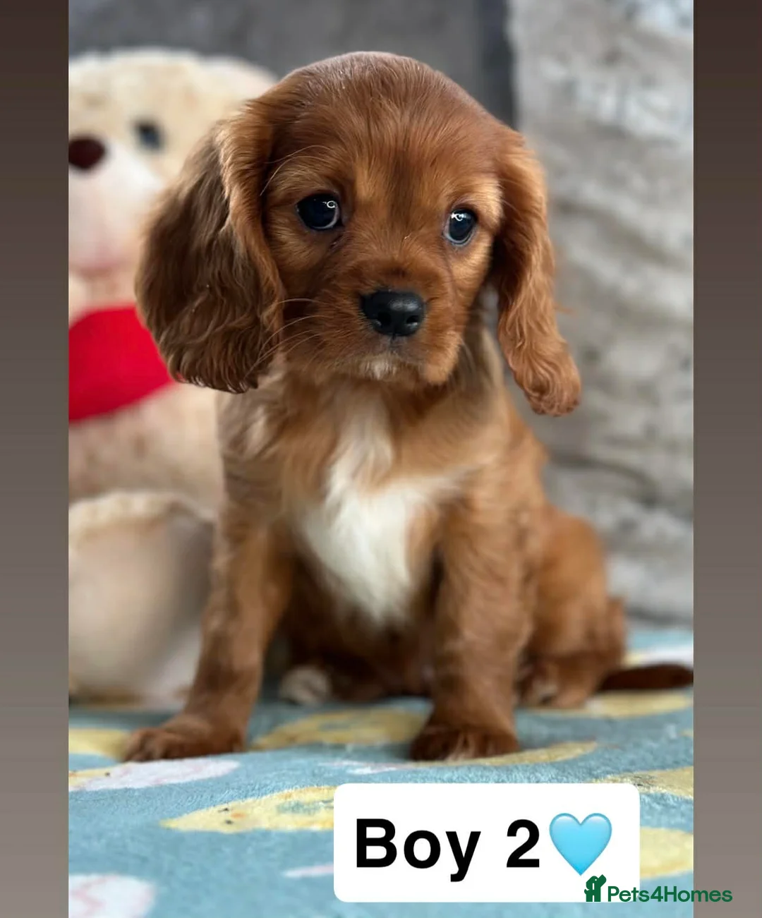 Cavalier King Charles Spaniel dogs for sale: Stunning KC Cavalier Puppies  - Advert 5