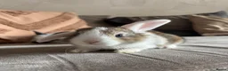 Mini Lop rabbits for sale: Lop bunnies  - Advert 4