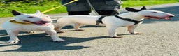 English Bull Terrier dogs for stud: fully health tested stud proven in Edinburgh - Advert 9