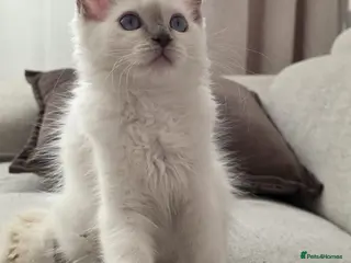 Ragdoll cats ✨ ONE LEFT RARE LILAC TORBIE |LITTER GCCF&TICA✨ - Advert 10