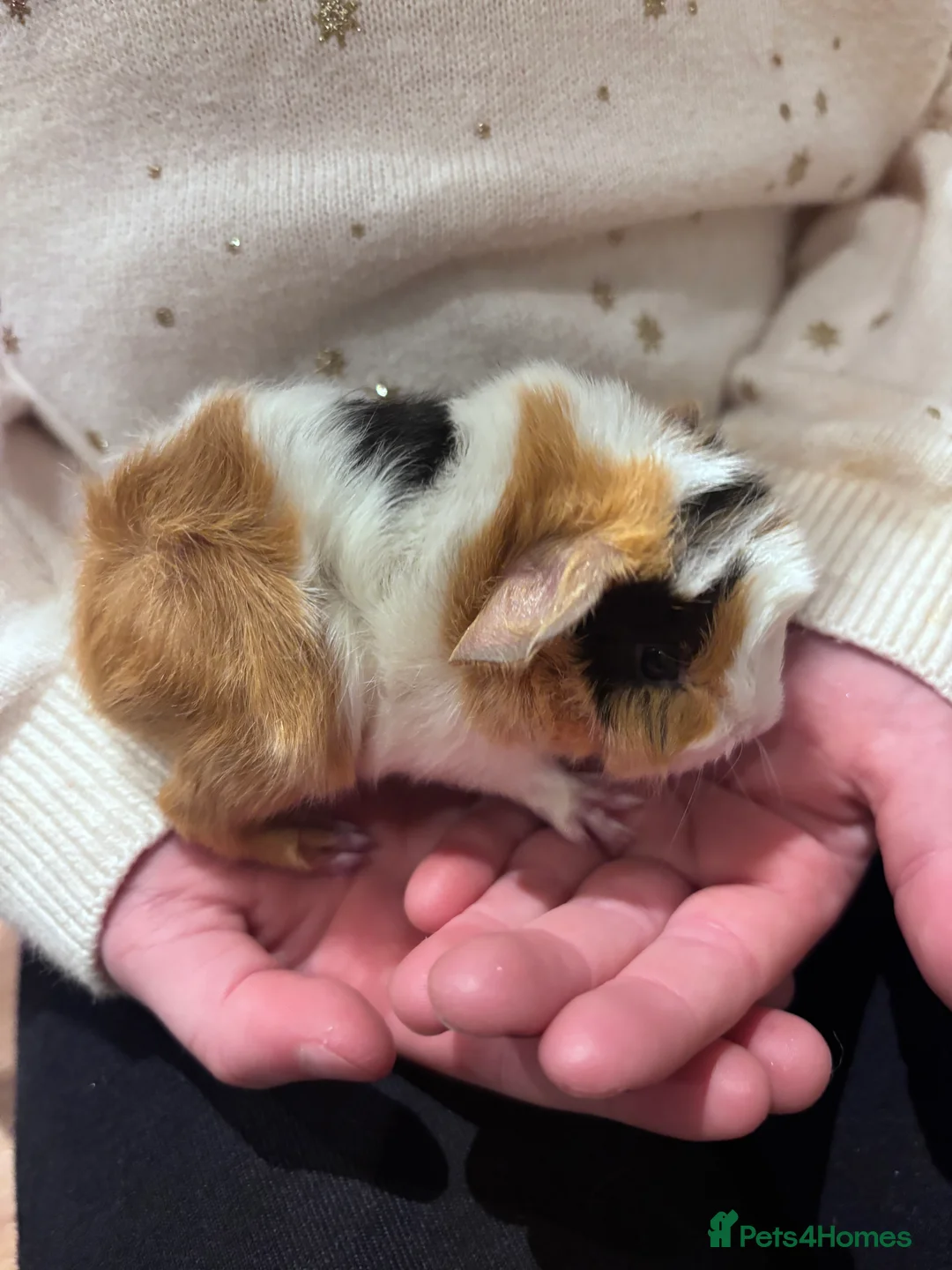 Guinea Pig rodents for sale: Cute Guinea pigs 1 female and 1 pair of brothers - Advert 5