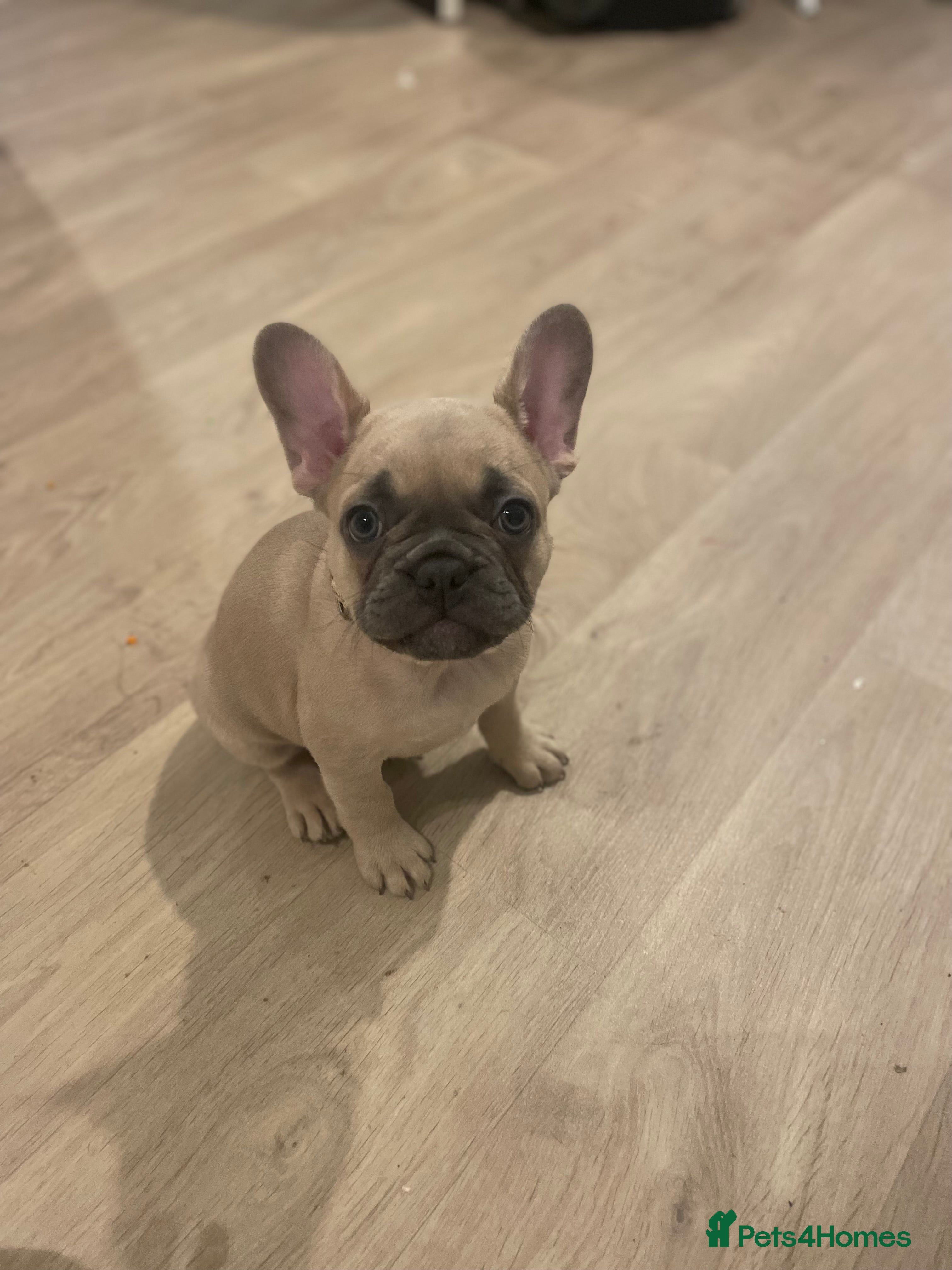 French Bulldog dogs Going cheap 2 french bulldog puppies - Advert 9