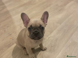French Bulldog dogs Going cheap 2 french bulldog puppies - Advert 9