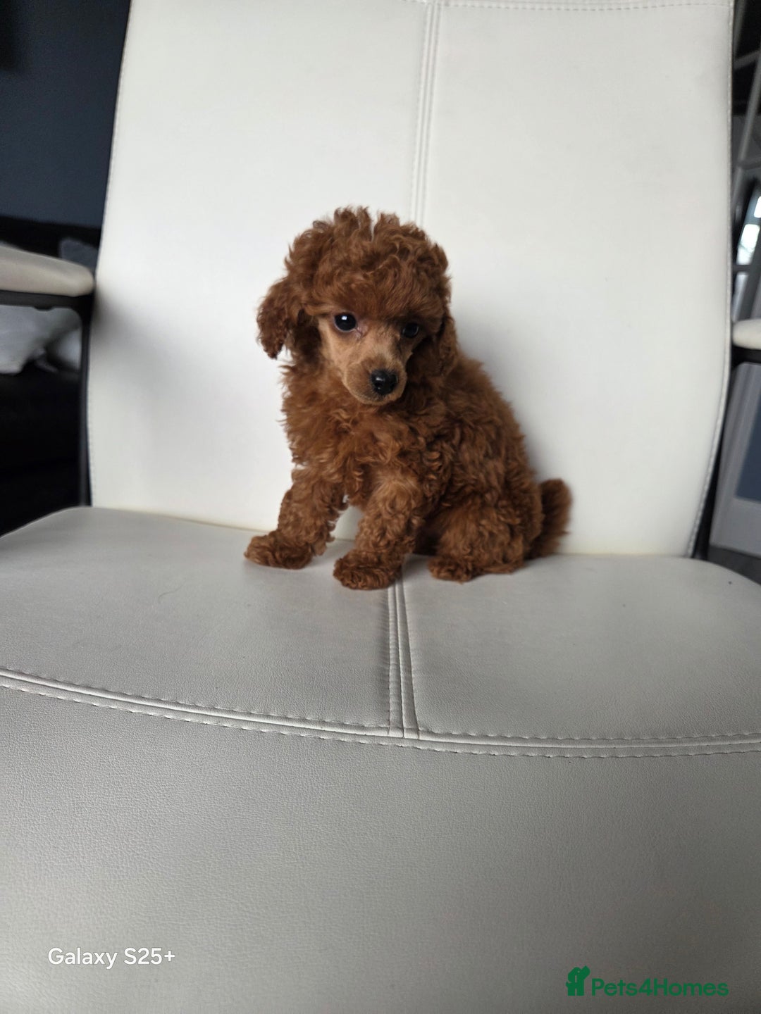 Toy Poodle dogs for sale: Tiny toy poodle red girl  - Advert 1