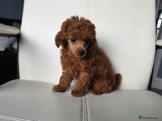 Toy Poodle dogs Tiny toy poodle red girl - Advert 13