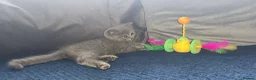 British Shorthair cats for sale: GCCF registered girl 🩷 - Advert 6