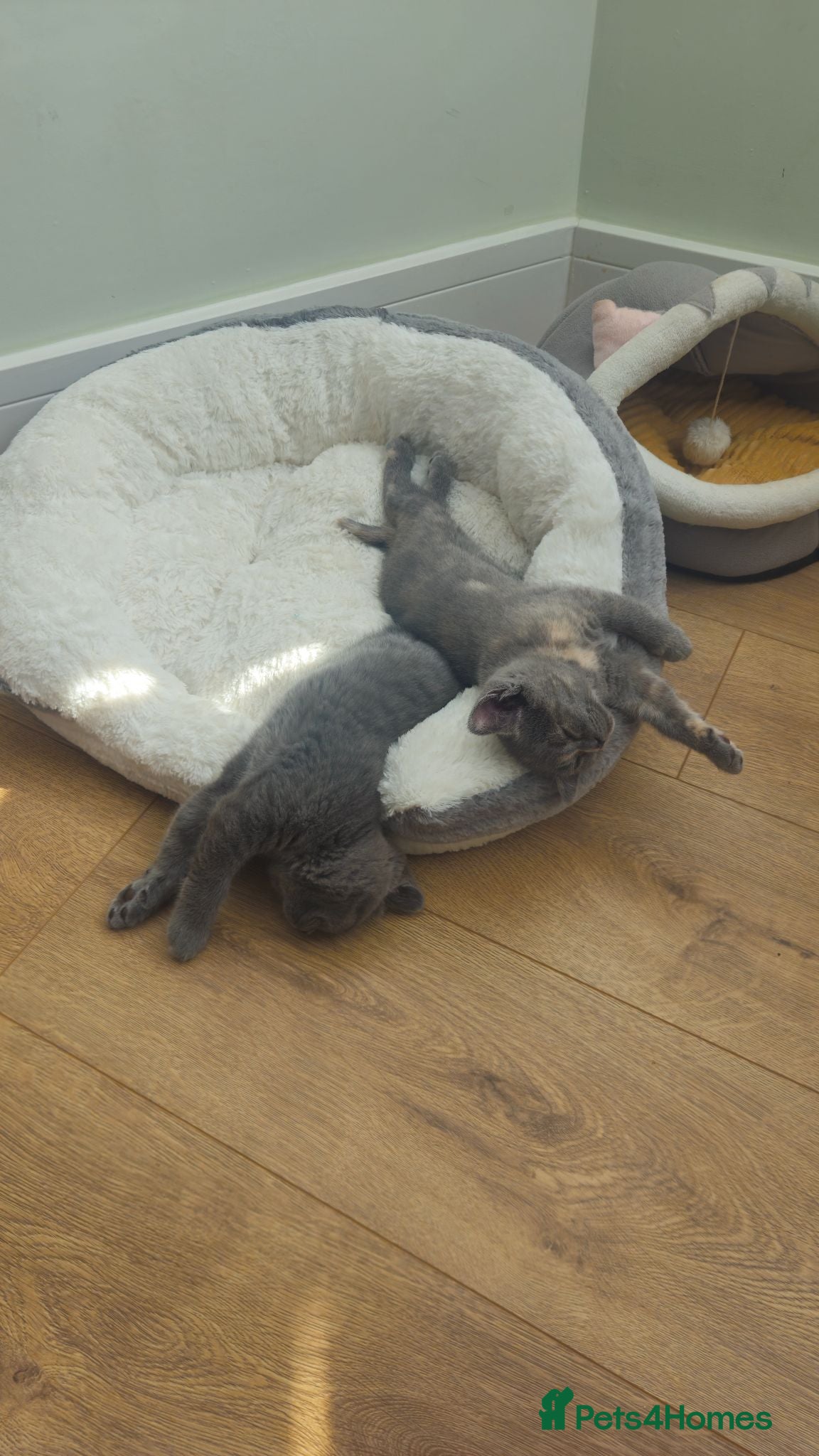 British Shorthair cats Gorgeous British shorthair kittens - Advert 1