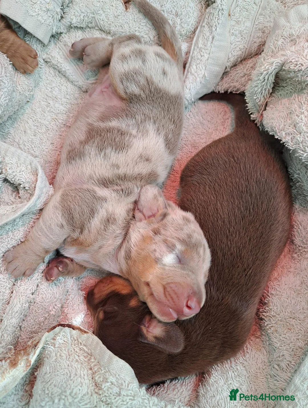 Miniature Dachshund dogs for stud: miniature dachshund stud  in Pontypridd - Advert 12