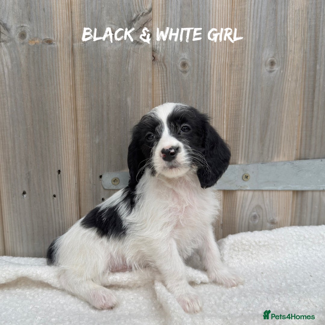 Mixed Breed dogs for sale: 🤎 BABY POOGLES (beagleXminiature poodle)🤎 in Rhayader - Image 5