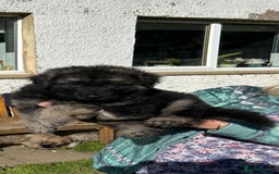 German Shepherd dogs for sale: KC Long Coats Ready To Leave Soon!  - Image 3