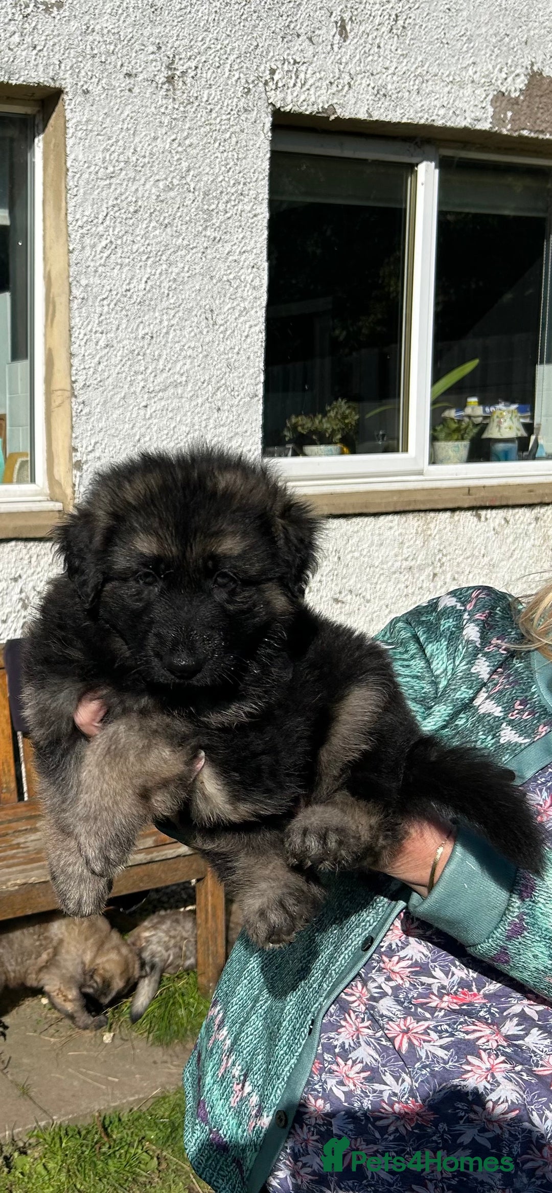 German Shepherd dogs for sale: KC Long Coats Ready To Leave Soon!  - Image 3