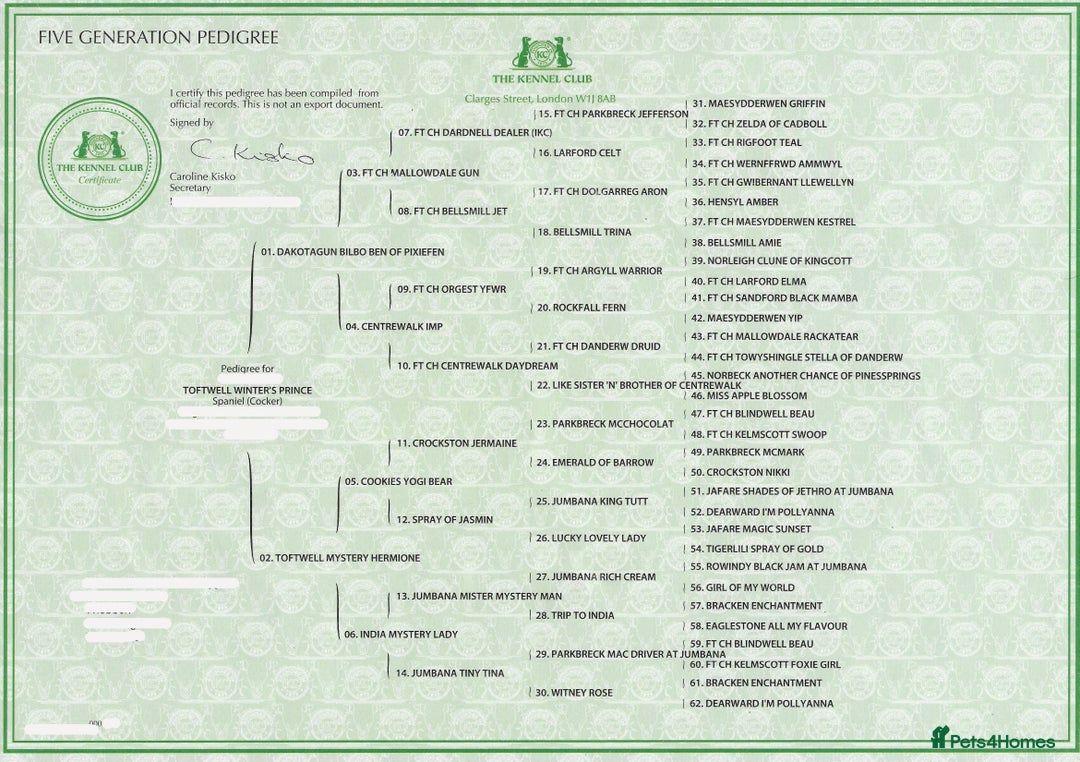 Cocker Spaniel dogs for sale: JOIN OUR WAITING LIST LITTER DUE 9th JANUARY 2026. - Advert 3