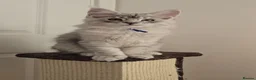 Maine Coon cats for sale: Stunning Silver Shaded Maine Coon kittens - Advert 14