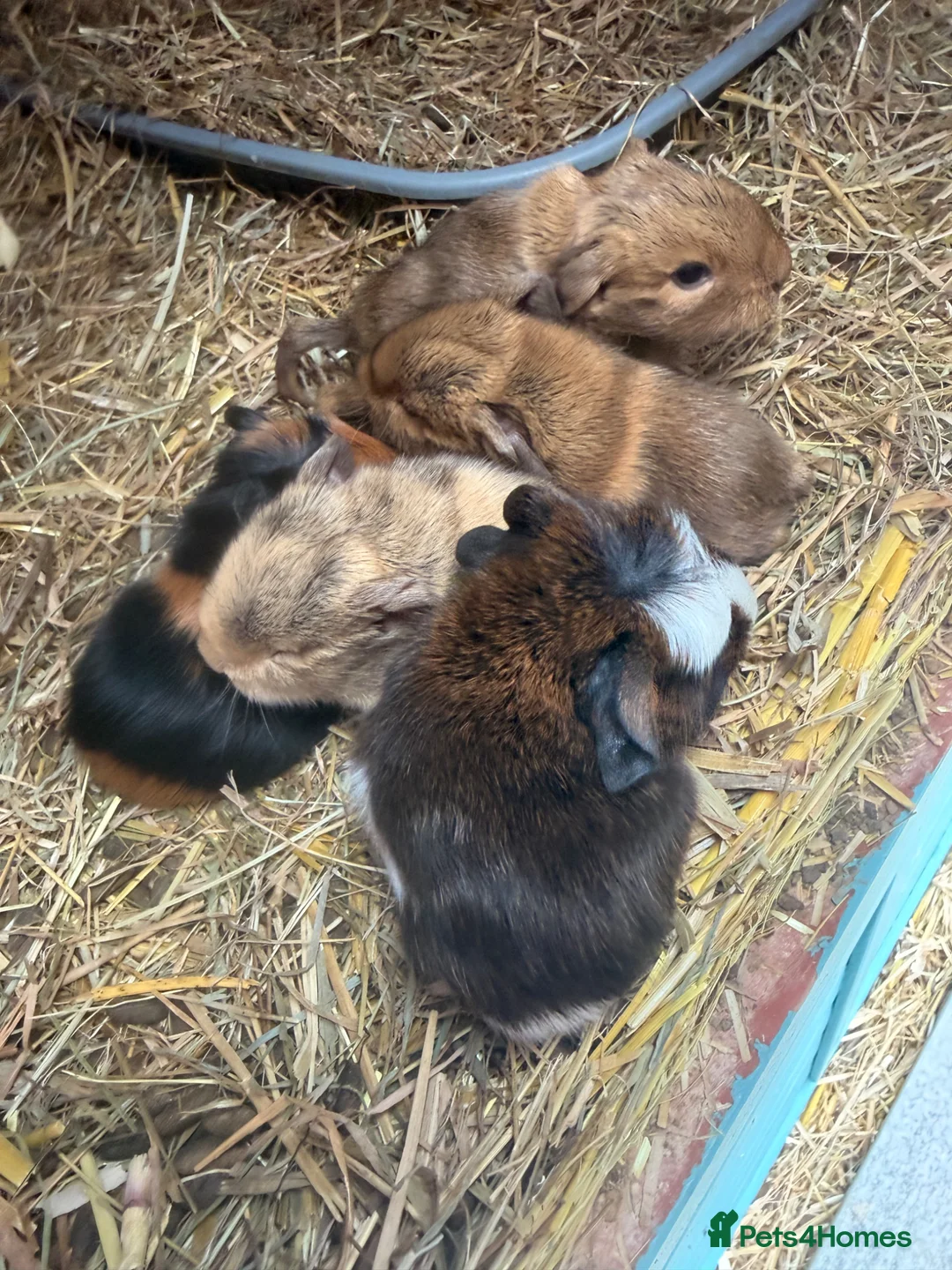 Guinea Pig rodents for sale: Last 4 left, next litter ready to leave 13th july - Advert 15