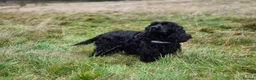 Cocker Spaniel dogs for sale: Show Cocker Spaniel K.C. Registered - Advert 3