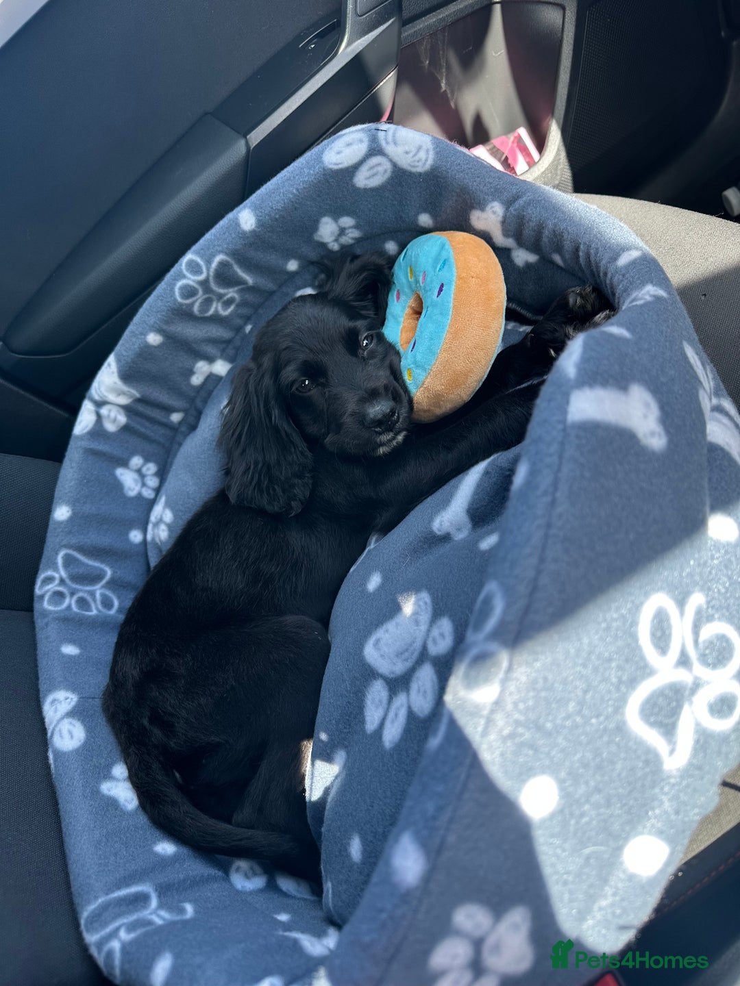 Cocker Spaniel dogs for sale: Cocker Spaniel  - Image 1