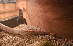 Corn Snake reptiles for sale: Candy corn (cornsnake) - Advert 2