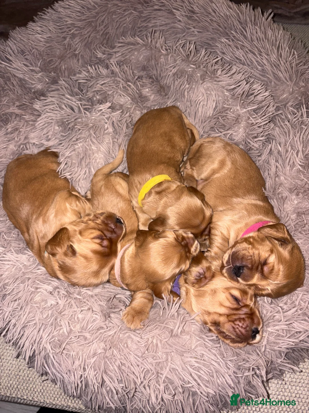 Cocker Spaniel dogs for sale: Show type cocker spaniels - Advert 6