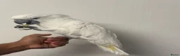 Cockatoo birds for sale: Super tame snowy cockatoo - Advert 2