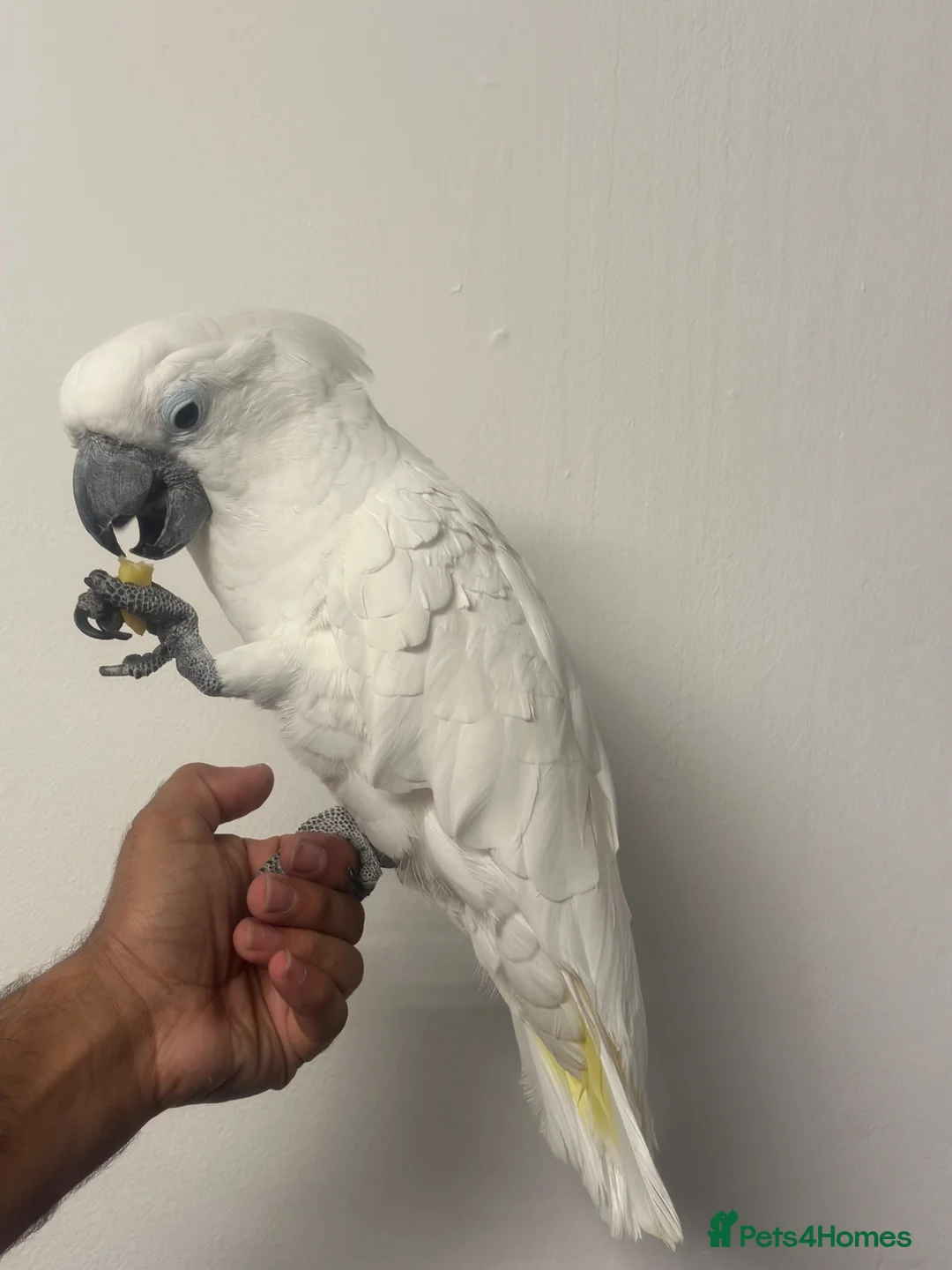 Cockatoo birds for sale: Super tame snowy cockatoo - Advert 2
