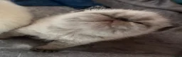 Exotic cats for sale: Colourpoint Exotic Shorthair kittens - Advert 13