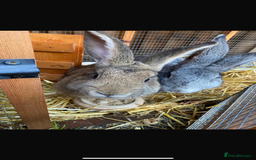 Continental Giant rabbits for sale: M&F Bonded Giant Cont Rabbits - Free To Good Home - Image 2