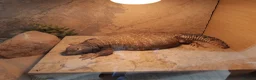 Lizard reptiles for sale: WANTED MALE UROMASTYXS  - Advert 5