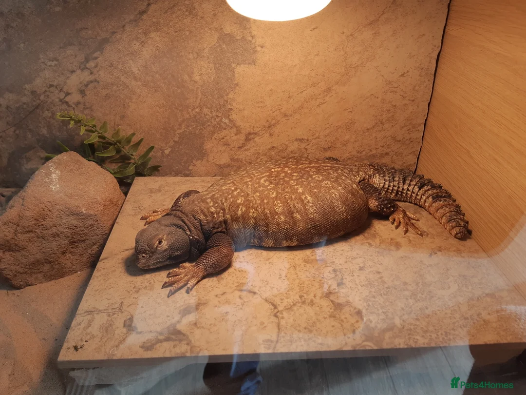 Lizard reptiles for sale: WANTED MALE UROMASTYXS  - Advert 5