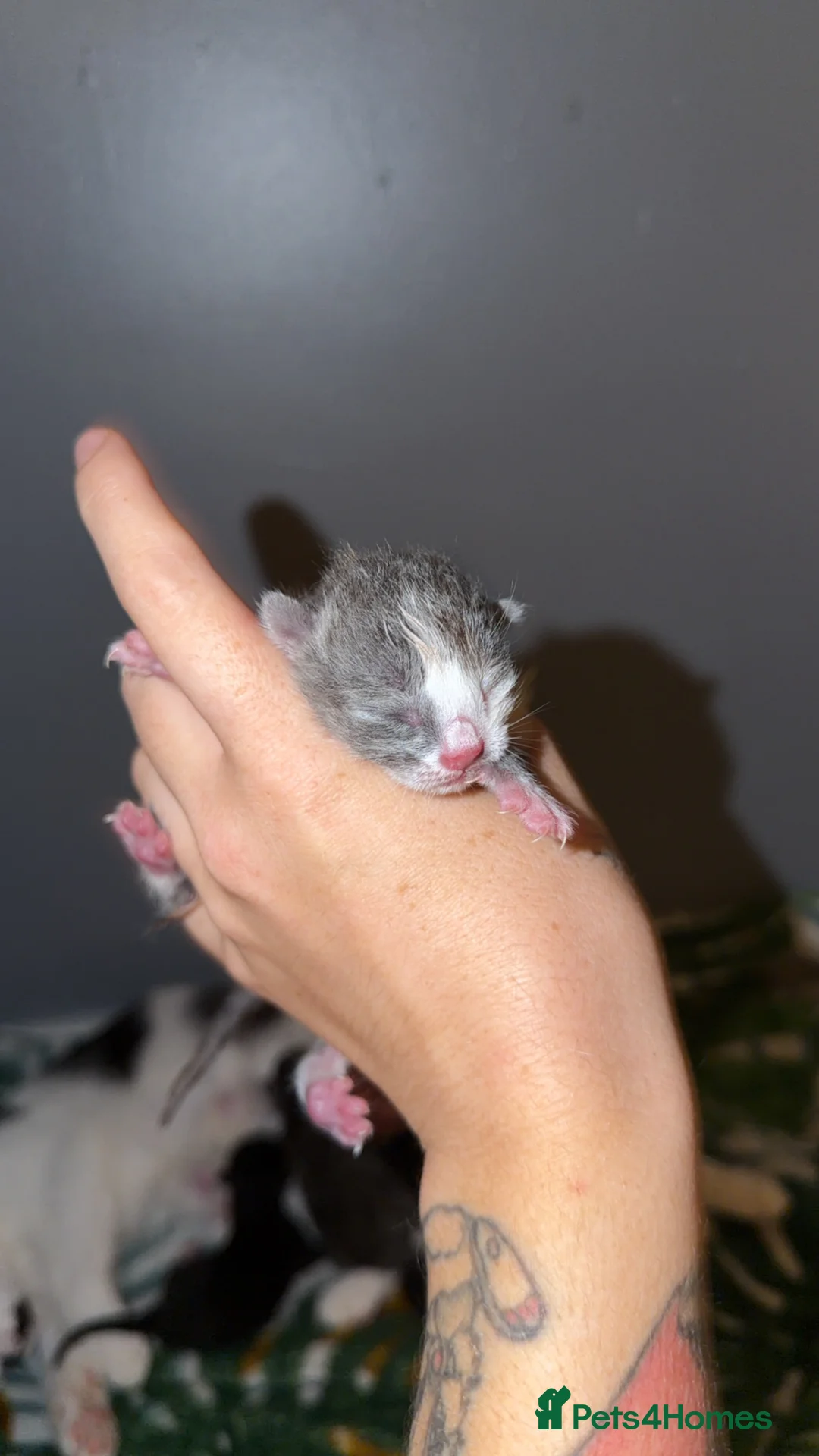 Mixed Breed cats for sale: Kittens  - Advert 2
