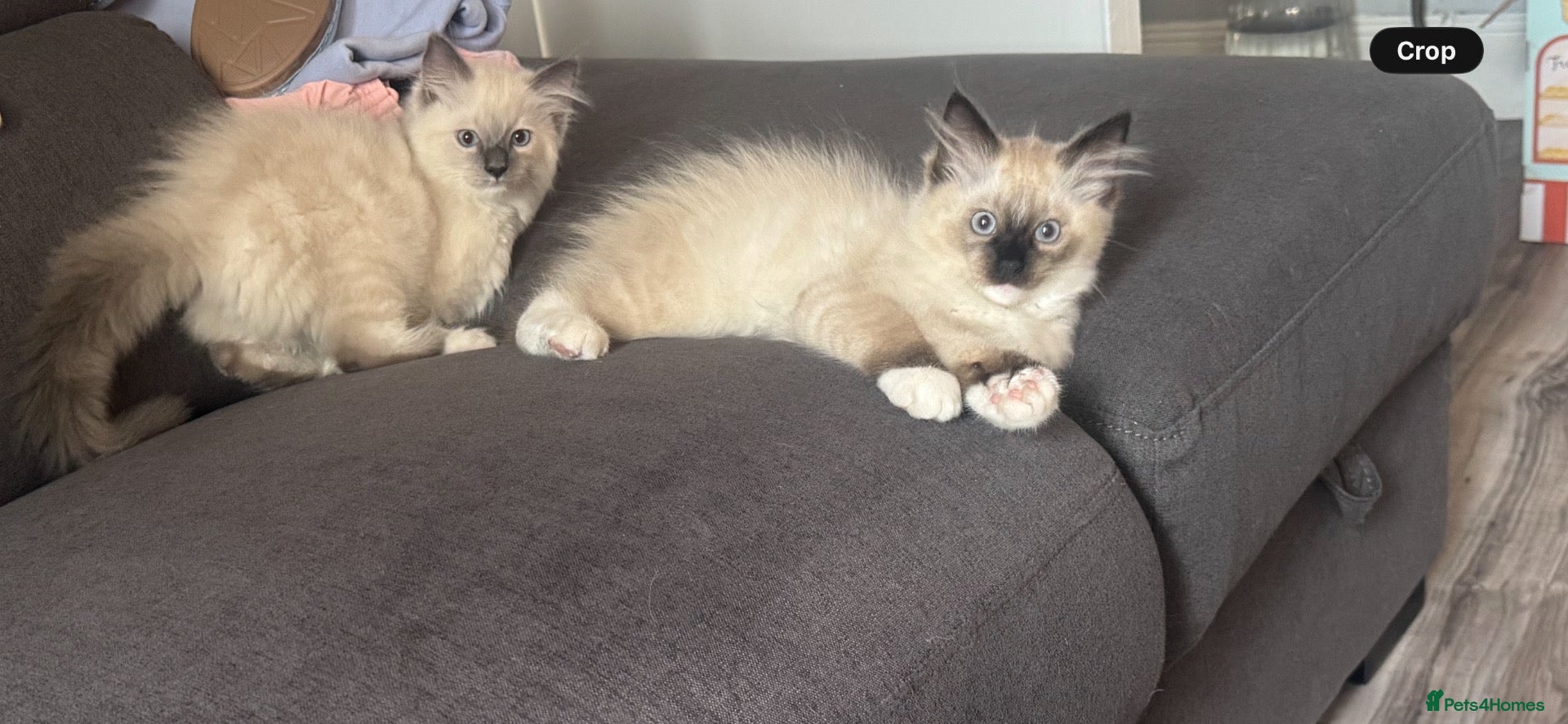 Ragdoll cats Ragdoll kittens - Advert 12