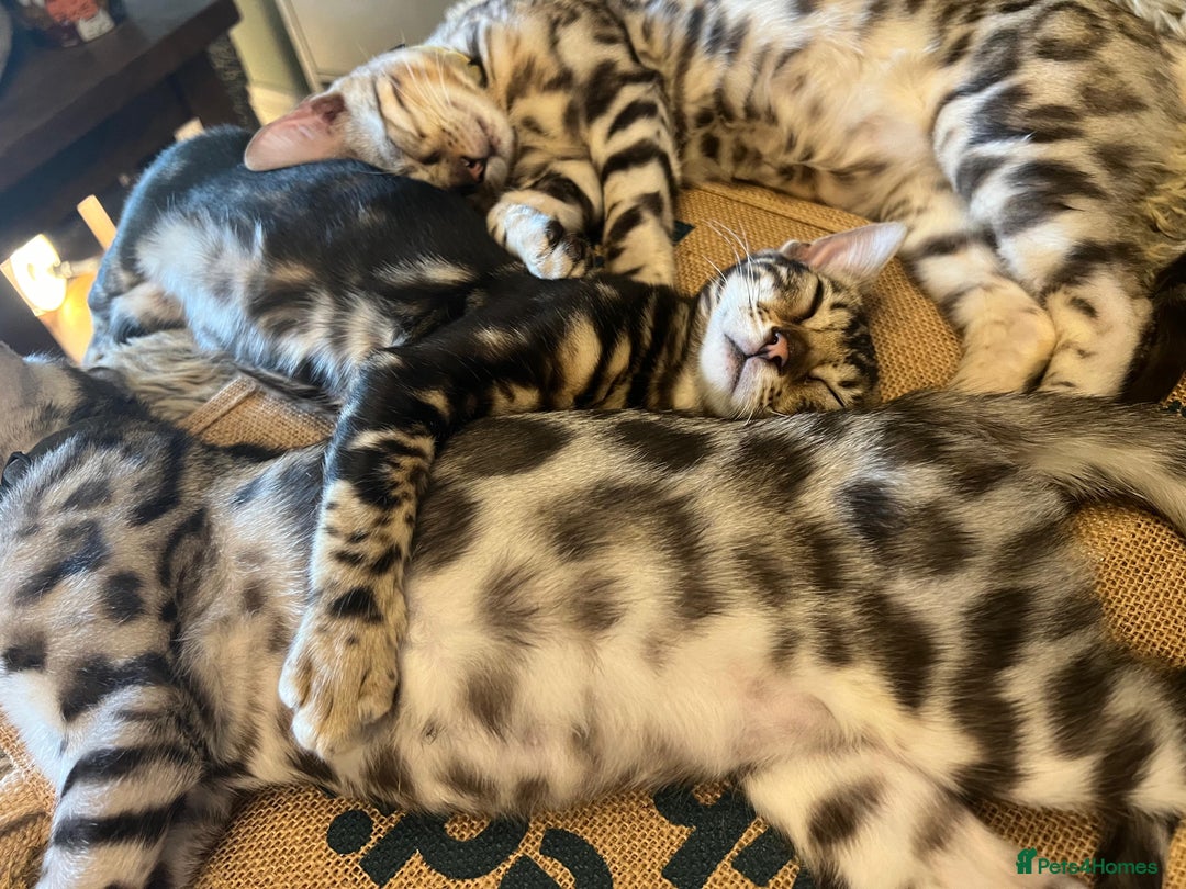 Bengal cats for sale: Beautiful Bengal Kittens Ready for Forever Homes - Image 15