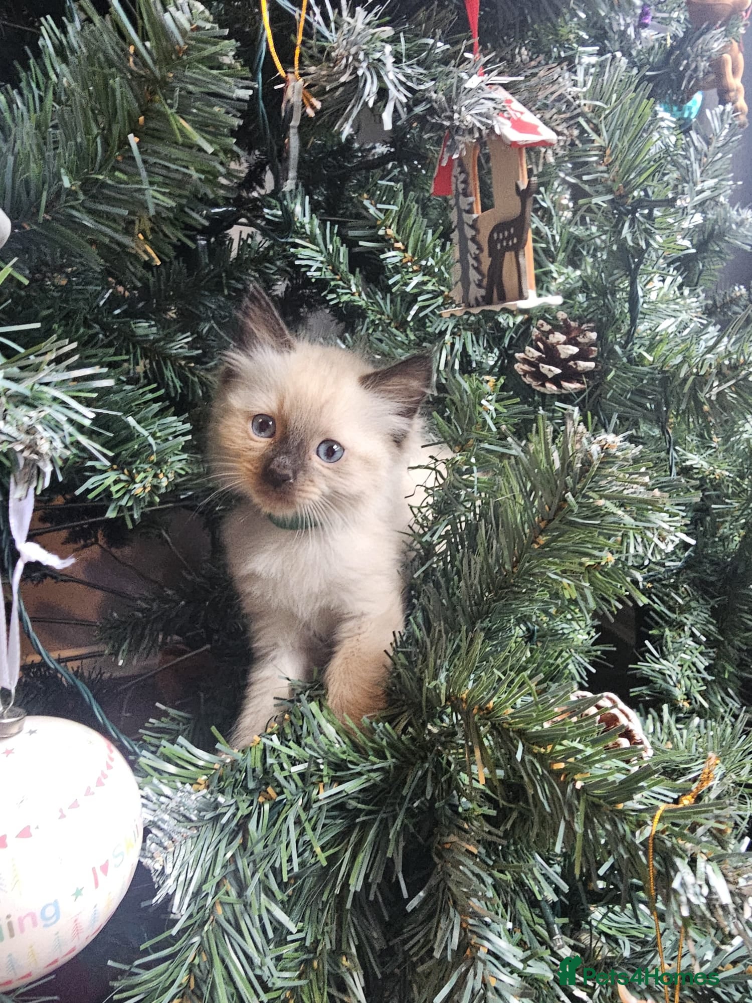 Ragdoll cats Ragdoll kittens  - Advert 2