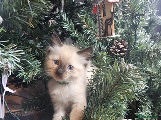 Ragdoll cats Ragdoll kittens - Advert 16