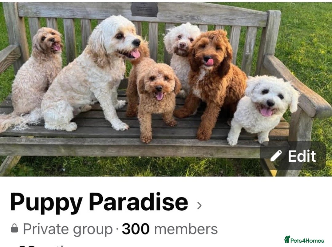 Cavapoo dogs for sale: F1b  waiting list now open for summer  2026  - Advert 2