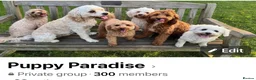 Cavapoo dogs for sale: F1b  waiting list now open for summer  2026  - Advert 2