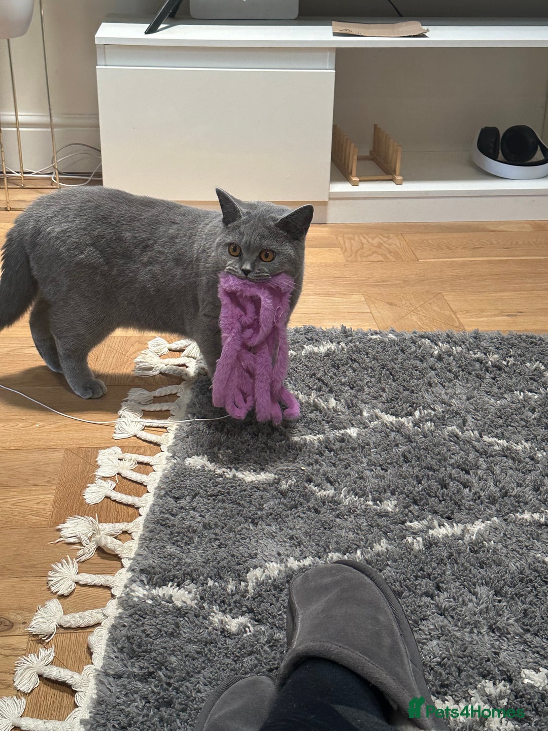 British Shorthair cats for sale: 💜 GCCF British Shorthair Kittens 💙 - Image 6