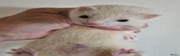 Ferret rodents for sale: Micro Ferrets - Advert 7