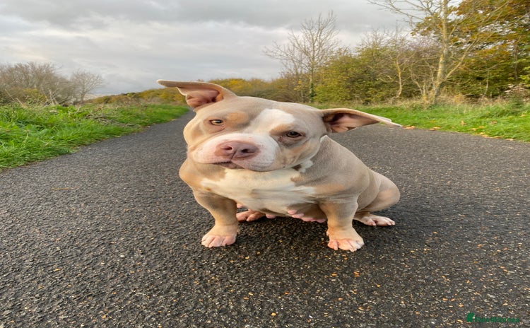 American Bully dogs - Advert 2