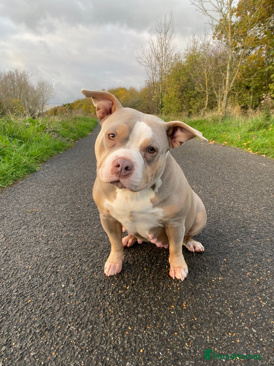 American Bully dogs for sale: Pocket Bully - Image 1