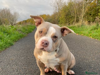 American Bully dogs - Advert 5