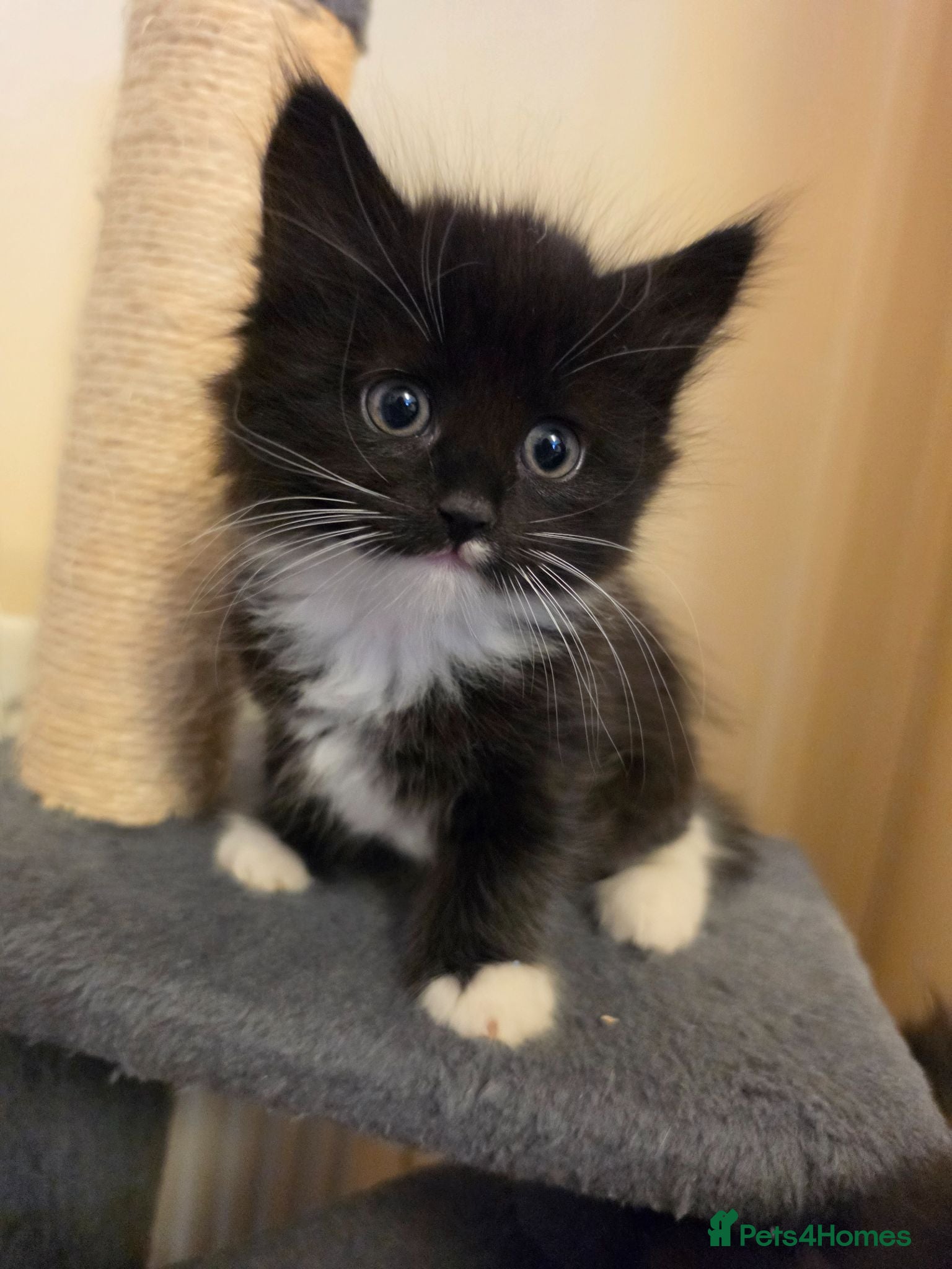 Mixed Breed cats 1 beautiful kitten - Advert 11